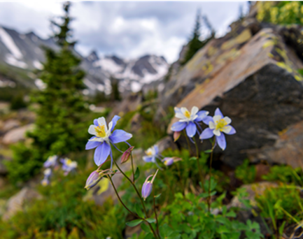 mnts and columbine_433 wide